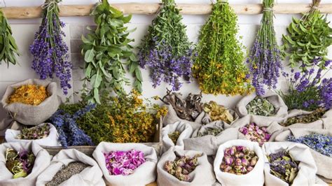 Ilustračné foto rôznych liečivých bylín