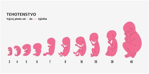Infografika zobrazujúca stupne nezrelosti novorodencov podľa týždňa tehotenstva