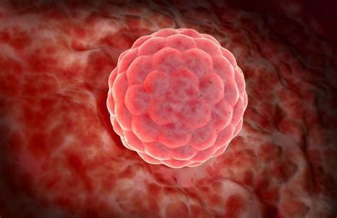 Grafické znázornenie implantácie oplodneného vajíčka do sliznice maternice