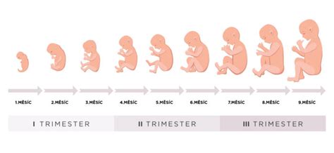 Infografika: Vývoj embrya v prvom trimestri tehotenstva