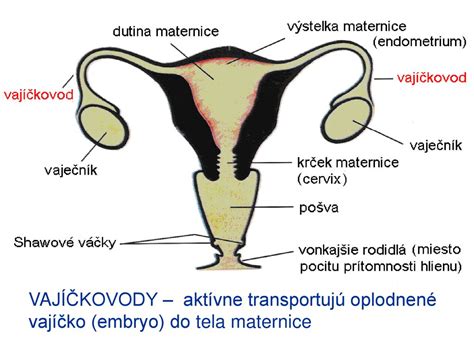 Ilustrácia znázorňujúca oplodnené vajíčko a jeho cestu do maternice