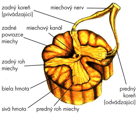 Schéma miechy a epidurálneho priestoru
