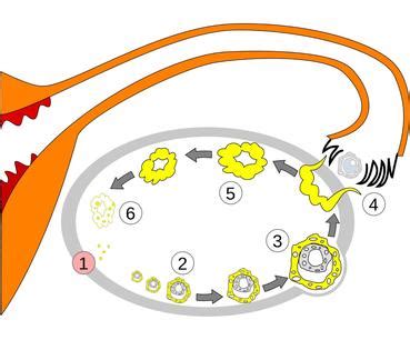Ilustrácia vajíčka, ktoré sa usádza v sliznici maternice.