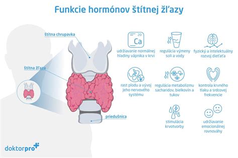 grafické znázornenie funkcie štítnej žľazy a jej hormónov v tehotenstve