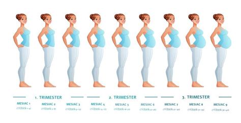 Ilustračná schéma zobrazujúca kľúčové míľniky tehotenstva a nárok na tehotenské