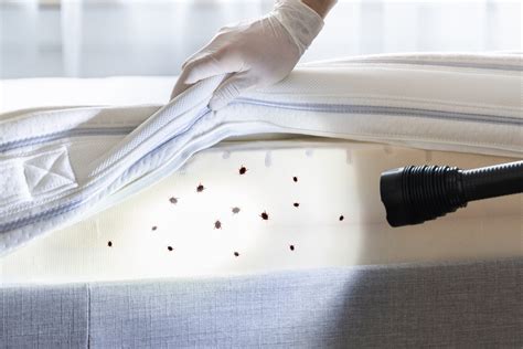 Ilustrácia vlka v posteli babičky, prezlečeného za ňu