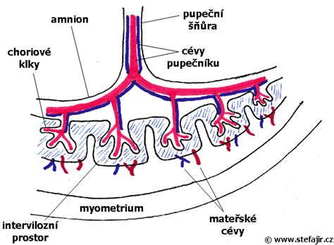 Schéma placenty a pupočnej šnúry.