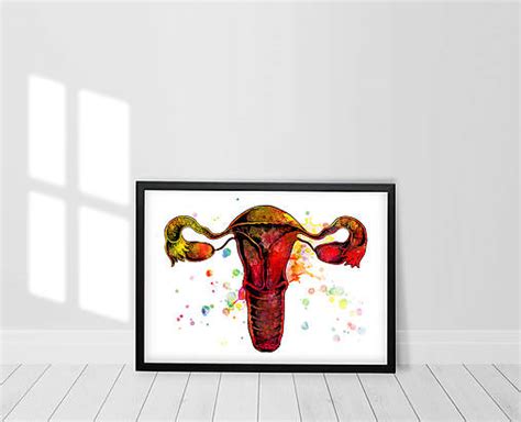 anatómia ženského reprodukčného systému s vyznačenými vaječníkmi