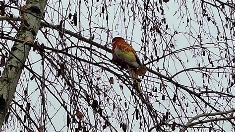 ilustrácia dieťaťa, ktoré je smutné pri pohľade z okna