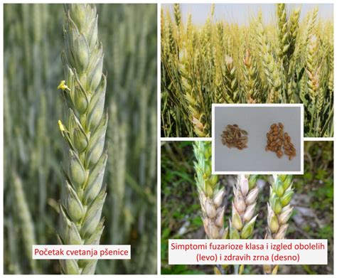 Prečiarknutý klas pšenice ako symbol bezlepkovosti