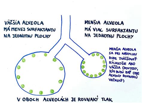 Ilustrácia vývoja pľúc plodu a produkcie surfaktantu.