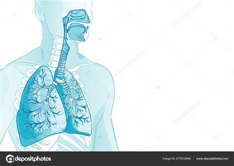 Infografika zobrazujúca proces aspirácie mekónia a jej dopady na dýchací systém.