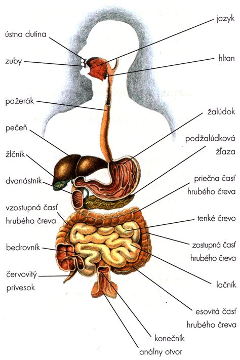 Schema zobrazujúca rôzne systémy tela ovplyvnené únavou