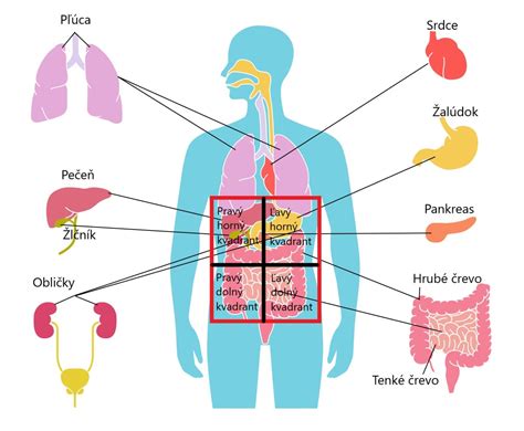 grafické znázornenie anatomického uloženia brušnej dutiny a orgánov