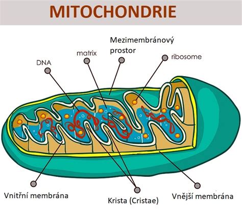 Schematické znázornenie mitochondrie a jej funkcie v bunke