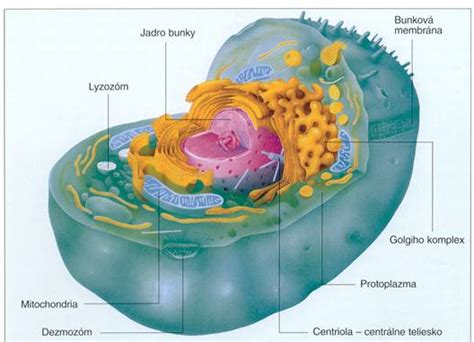 Ilustrácia ľudskej bunky s vyznačenými mitochondriami
