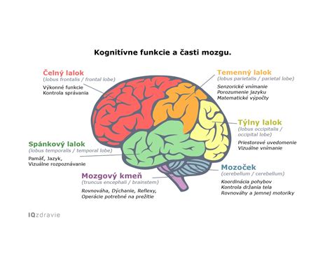 Ilustrácia rôznych rečových orgánov s popisom ich funkcie pri artikulácii.