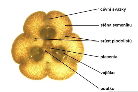 mikroskopické zobrazenie embrya.