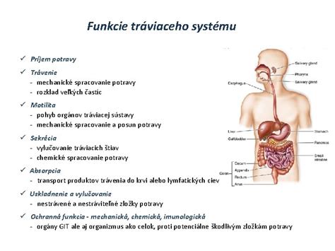 Ilustrácia tráviaceho systému bábätka