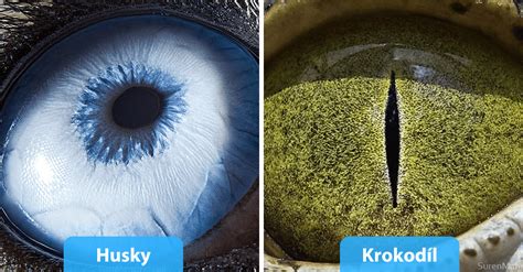 Detailné zobrazenie kolostra, zdôrazňujúce jeho hustotu a farbu.