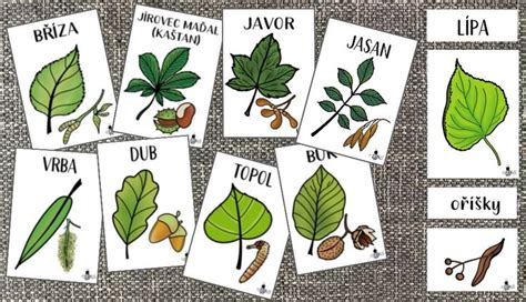 Ilustrácia dvoch odlišných stromov vyrastajúcich z rovnakého semena, symbolizujúca individualitu detí.