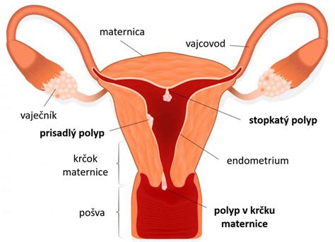 Ilustračná schéma znázorňujúca ženský reprodukčný systém a pôsobenie hormónov