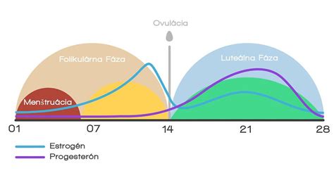 Grafické znázornenie hormonálnej rovnováhy počas menštruačného cyklu a úlohy progesterónu.
