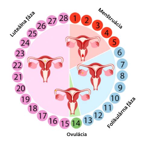 infografika zobrazujúca hormonálny cyklus ženy a úlohu progesterónu