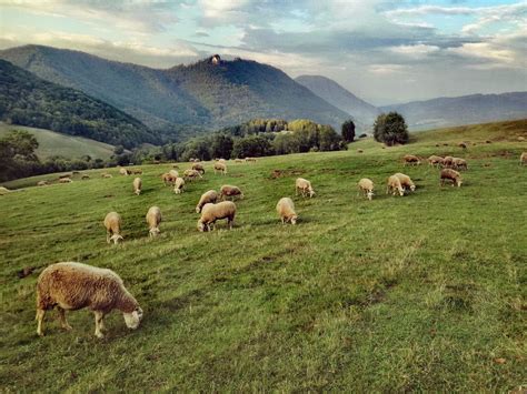 Ilustračná fotografia oviec pasúcich sa na lúke na Farme Rudimov.