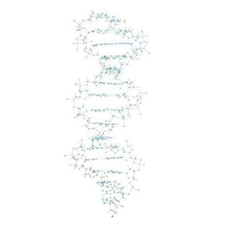 Vizualizácia znázorňujúca anatomické štruktúry panvového dna.
