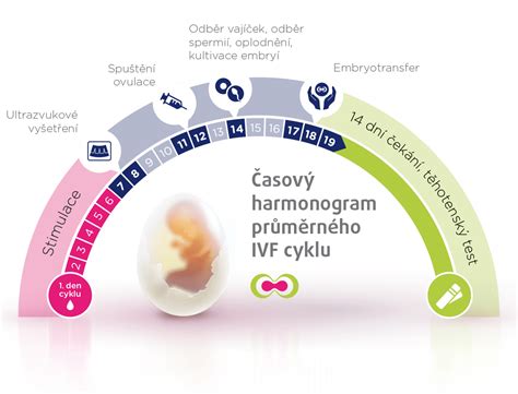 Infografika zobrazujúca rôzne etapy IVF a následné možnosti pre embryá.