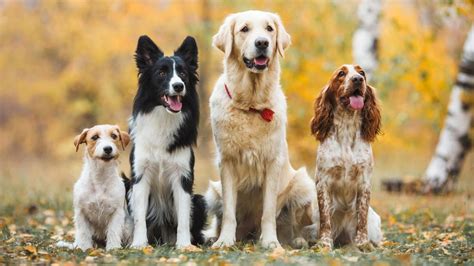 Koláž fotografií rôznych plemien psov.