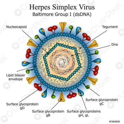 Ilustrácia vírusu Herpes simplex