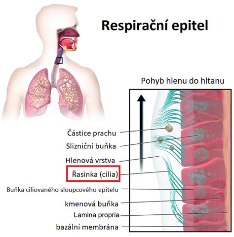 Detail hlavy vráskavca s dýchacím otvorom a výtryskom