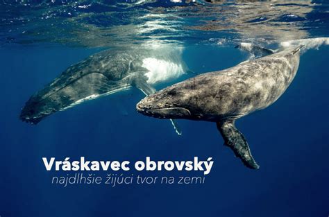 Matka vráskavec s mláďaťom