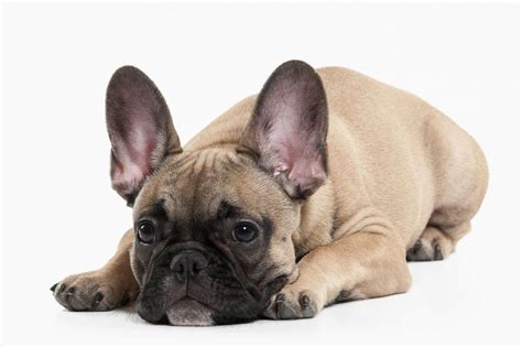 Typický francúzsky buldoček s charakteristickými znakmi plemena