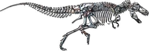 Kostra dinosaura Diplodoka v Prírodovednom múzeu