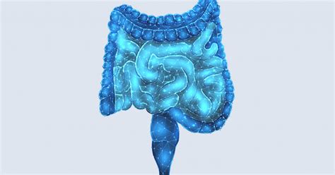 ilustrácia zobrazujúca zdravé črevo oproti črevu s premnoženými kvasinkami