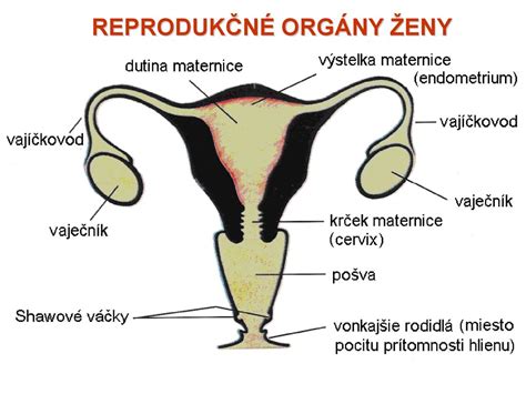 infografika zobrazujúca ženské reprodukčné orgány a ich hormonálnu reguláciu