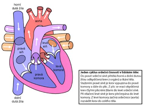 Schéma srdca s vyznačenými tepnami