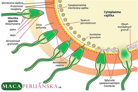 Ilustrácia procesu IVF s dôrazom na jednotlivé kroky a spermie oplodzujúce vajíčko.