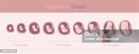 Infografika zobrazujúca vývoj plodu v maternici