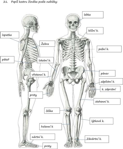 Ilustrácia vývoja kostry plodu