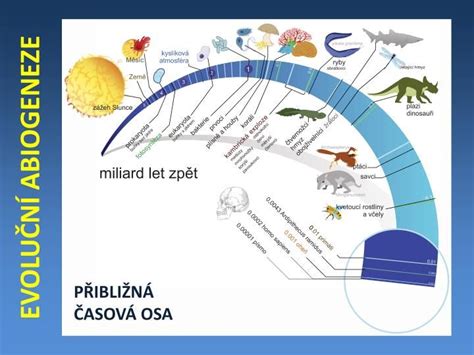 Schéma vývoja detskej postavy od hlavonožca po komplexnejšiu figúru.
