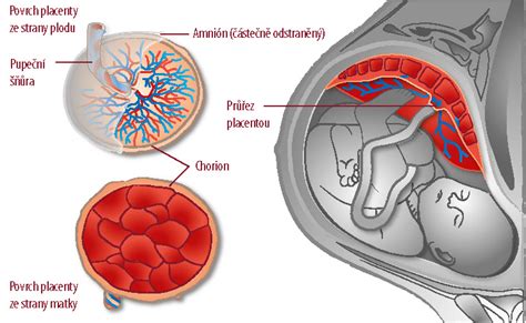 detailný nákres placenty a jej prepojenia s pupočnou šnúrou a embryom